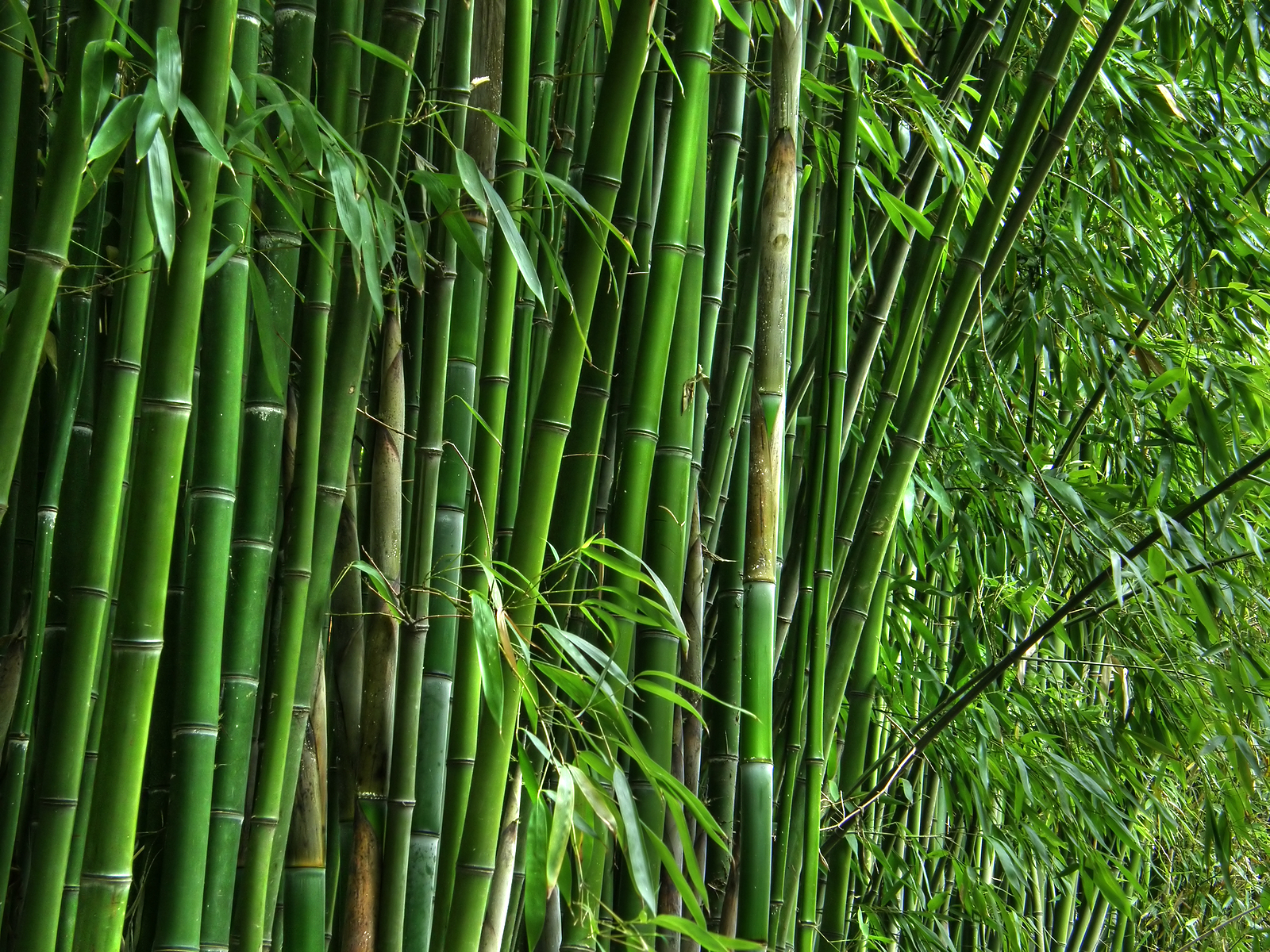 The economic value of bamboo